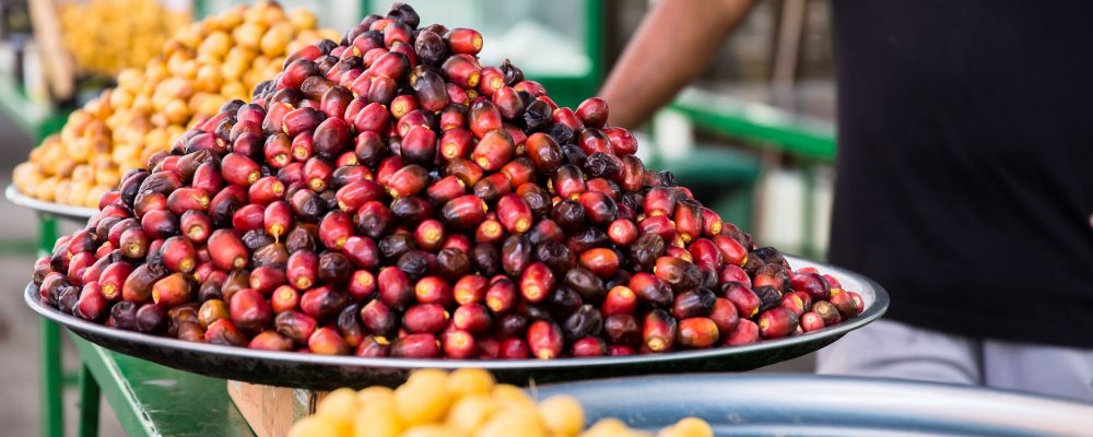 NYU Abu Dhabi Researchers Release A New Genome Sequence Of The Date Palm, Further Uncovering The Genetic Basis For Important Fruit Traits Of An Essential MENA Region Food Source