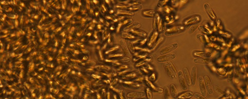 NYU Abu Dhabi Study Identifies Genetic Targets To Combat Sea-Based Microorganisms Binding To Underwater surfaces