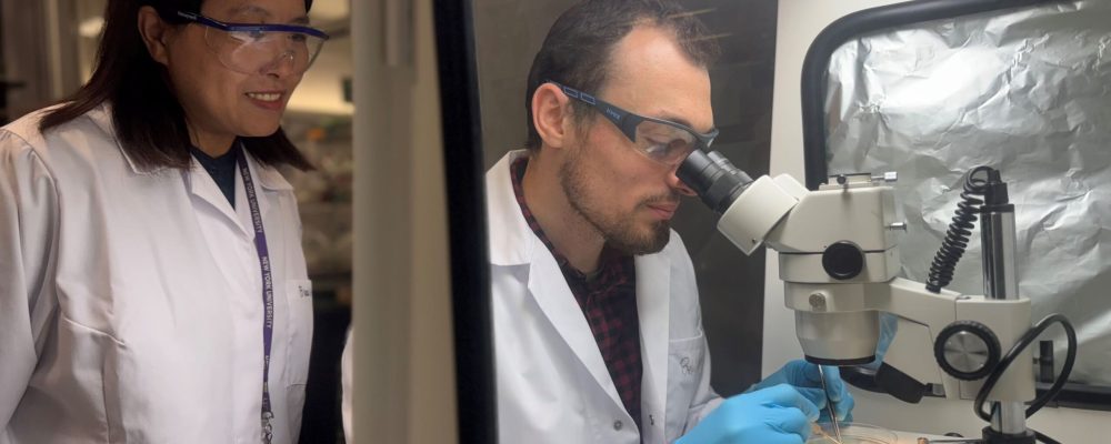 NYUAD Researchers Find Link Between Brain Growth And Mental Health Disorders