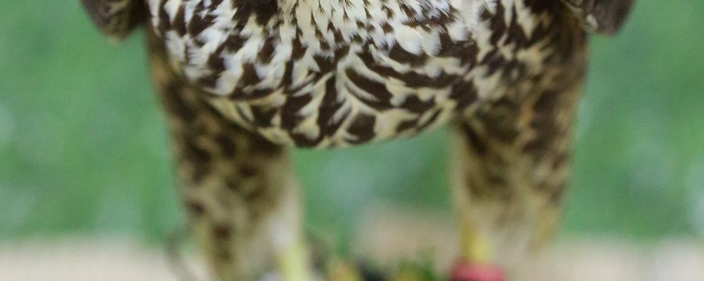 NYU Abu Dhabi Researchers Explore The Long-Standing Sociocultural Connection Between Falcons And Humans And How New Genomic Approaches Can Expand Our Understanding Of These Important Birds