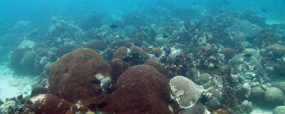 Reef-Building Corals Transmit Epigenetic Adaptations To Their Offspring That Can Combat The Effects Of Global Warming