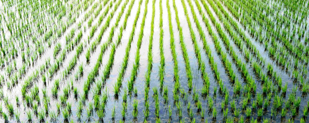 Global Cooling Event 4,200 Years Ago May Have Caused The Evolution Of Rice