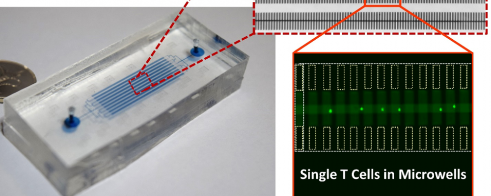 A Microchip Developed By NYU Abu Dhabi Researchers Provides A New Method For Understanding How T Cells React To Infections And Treatments