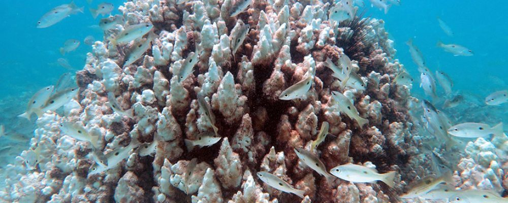 NYU Abu Dhabi Researchers Show Coral Bleaching In The Arabian Gulf Is Modulated By Cooling Summer Shamal Winds